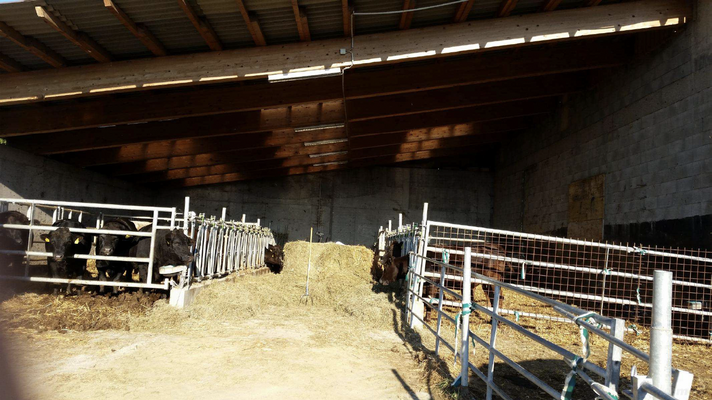 Kirchbach Wagyu-Rinder Stall