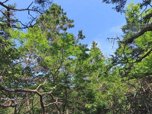 Nova Scotia - Grover?s Point - Atlantik-Grundstück