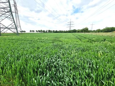 Bad Homburg vor der Höhe / Ober-Erlenbach Bauernhöfe, Landwirtschaft, Bad Homburg vor der Höhe / Ober-Erlenbach Forstwirtschaft