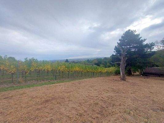 Blick auf Wien über die Weingärten