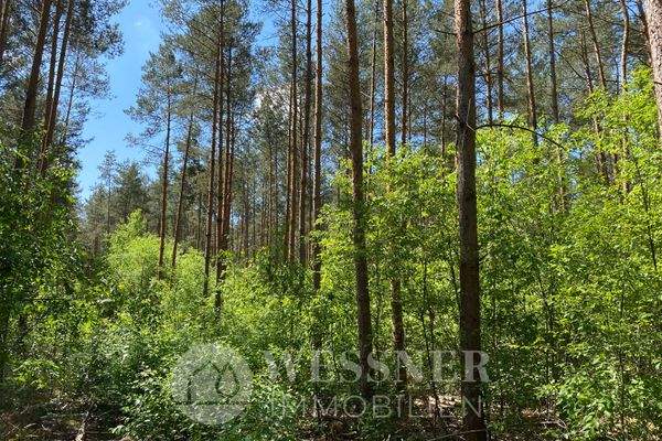 Wald 25, 148, 149 und 26