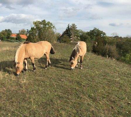 Tierhaltung möglich