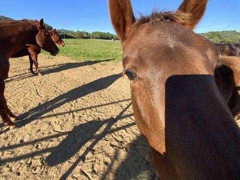 Pitigliano Häuser, Pitigliano Haus kaufen