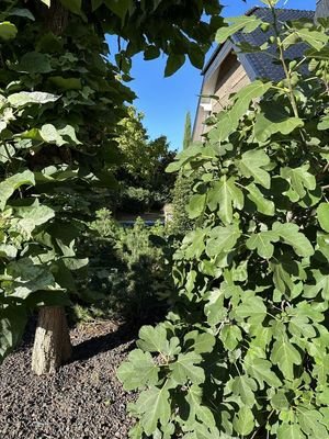 Feigenbaum im Vorgarten