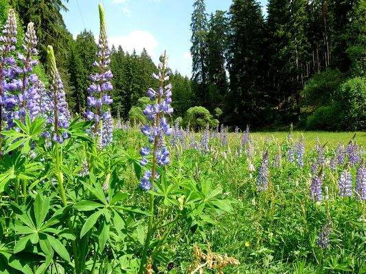 Wiese, Wald