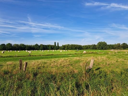 Blick auf die Okerauen