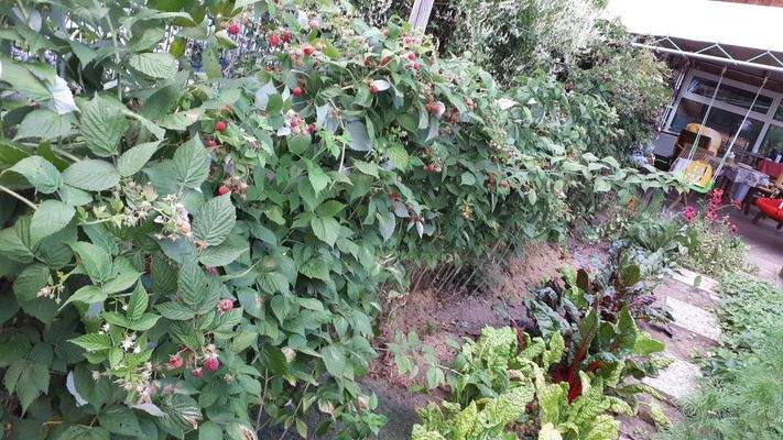 Himbeeren Sträucher