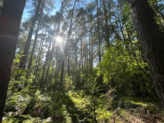 Wald Blesendorf - bester Zustand