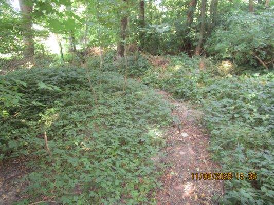 105. Waldgrundstück mit Weg..JPG