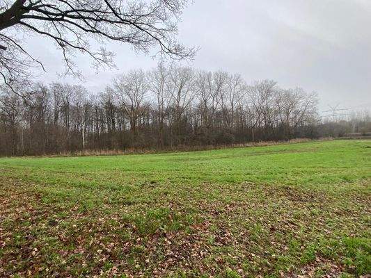 angrenzendes Grünland auf der westlichen Seite .jpg