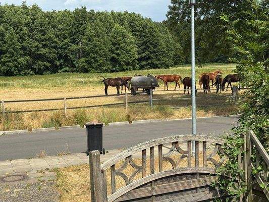 Ausblick auf die Ilmenauwiesen