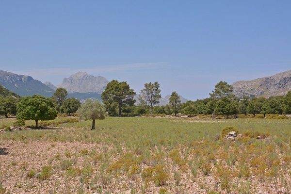 Kensington Mallorca North