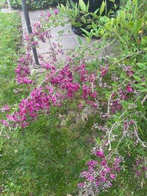 Besondere Bepflanzung überall.jpeg