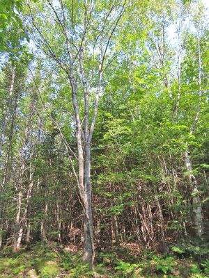 Cape Breton - Cleveland - Wunderschönes See-Ufer-G