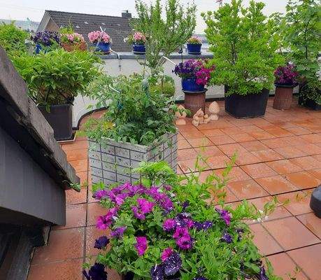 Terrasse -mittig-  blüht