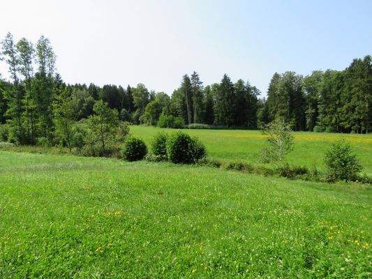 westliches Grundstück bis zum Waldrand        