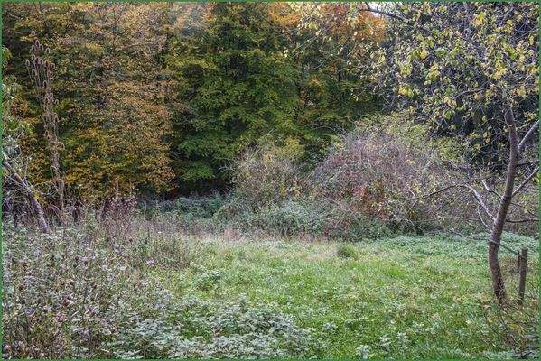 Angrenzendes Waldstück