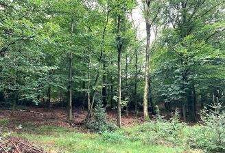 1455 1. Verkauf_Wald-Maerkischer_Kreis