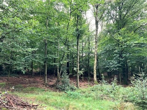 Halver Bauernhöfe, Landwirtschaft, Halver Forstwirtschaft