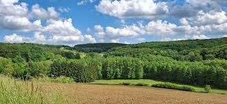 Neustift Bauernhöfe, Landwirtschaft, Neustift Forstwirtschaft