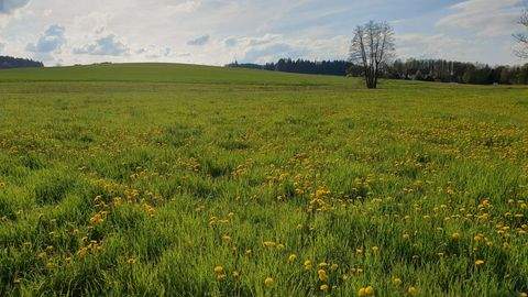 Dorfen Bauernhöfe, Landwirtschaft, Dorfen Forstwirtschaft