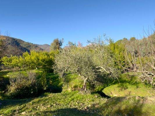 IB951_21 TERRA ITALIA IMMOBILIEN_LIGURIEN_ISOLABON