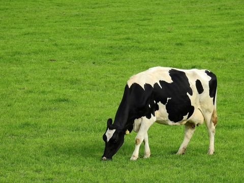 Stetten Bauernhöfe, Landwirtschaft, Stetten Forstwirtschaft