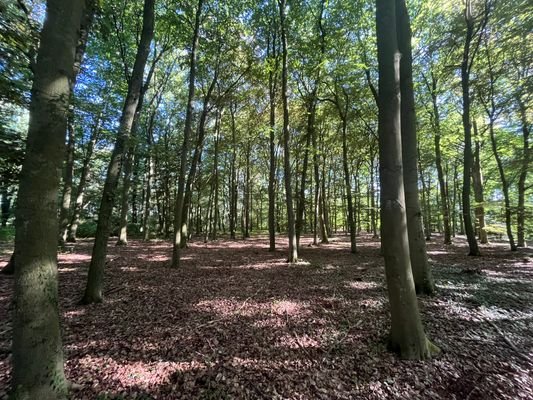 Wald Blesendorf - Alte Bestände