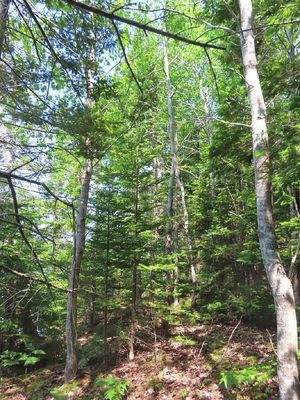 Cape Breton - Cleveland - Wunderschönes Fluss-Ufer