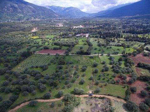 Kefalonia Bauernhöfe, Landwirtschaft, Kefalonia Forstwirtschaft