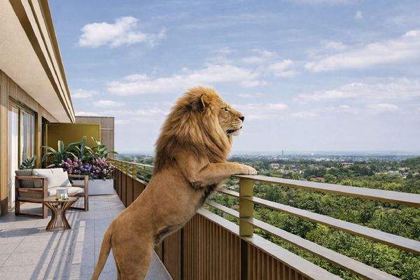 Lapinou Löwe genießt Aussicht auf der Penthouesterrasse