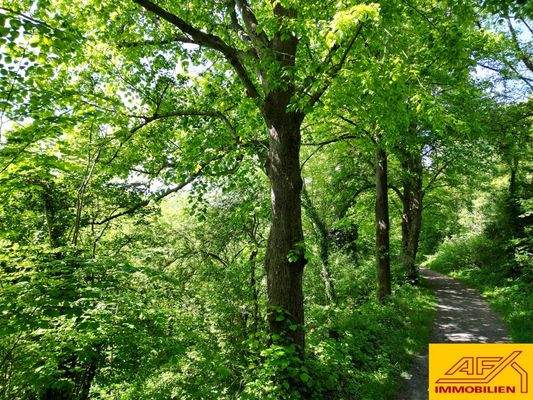 Werden Sie Waldbesitzer!