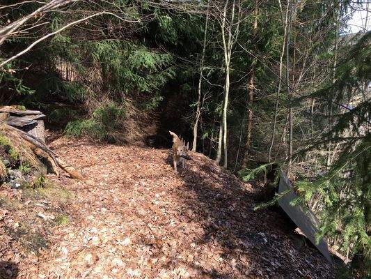 sich anschließender Wald