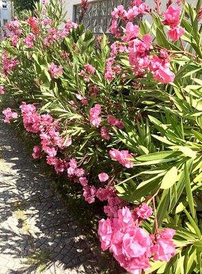 parkähnlicher Garten 2