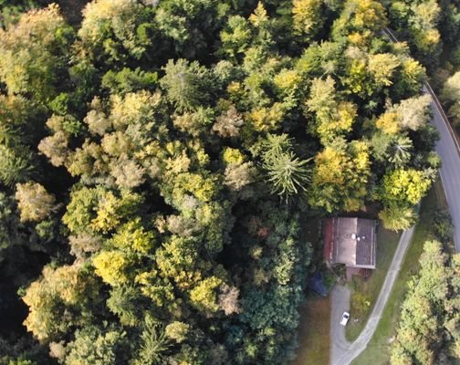 Draufsicht mit Wald