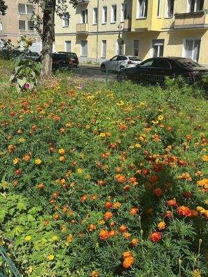Blumen Strasse.jpg