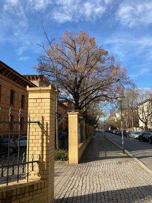 Blick in die Lafontainestraße