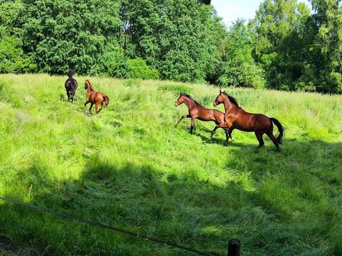 Ludwigslust Bauernhöfe, Landwirtschaft, Ludwigslust Forstwirtschaft