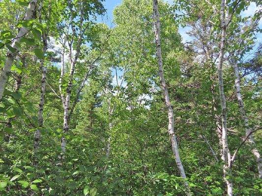 Cape Breton - Neu-Erschließung mit 7 Lots - 23 Hek