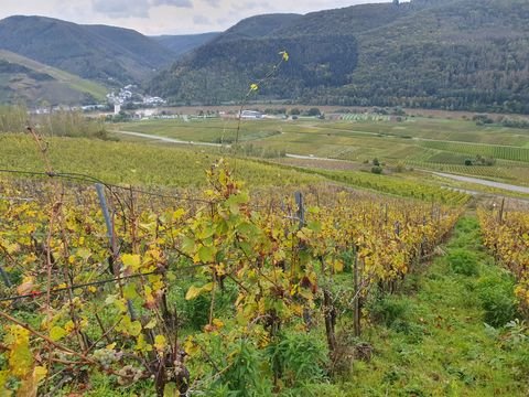 Zell (Mosel) Bauernhöfe, Landwirtschaft, Zell (Mosel) Forstwirtschaft