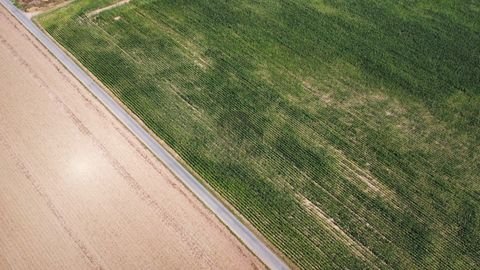 Bockenau Bauernhöfe, Landwirtschaft, Bockenau Forstwirtschaft