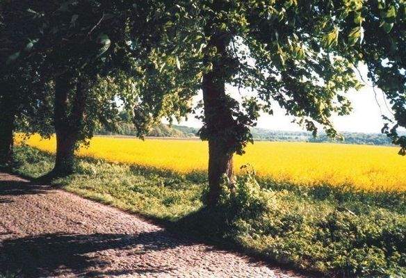 Imagefoto &quot;Insel Rügen&quot;