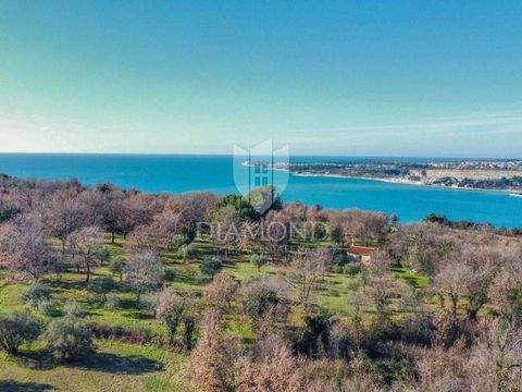 Tar-Vabriga Bauernhöfe, Landwirtschaft, Tar-Vabriga Forstwirtschaft