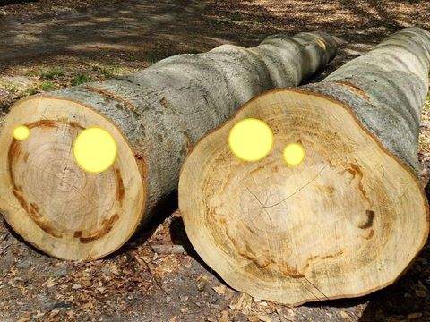 Joachimsthal Bauernhöfe, Landwirtschaft, Joachimsthal Forstwirtschaft