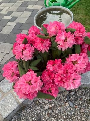 Bild 21