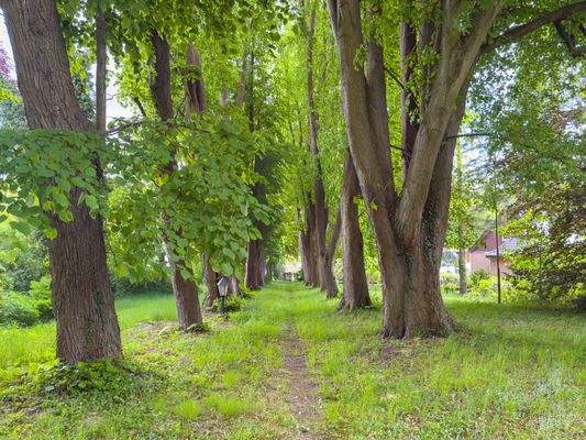 11. Lindenallee vom Haus bis zur Anliegerstraße.jpg