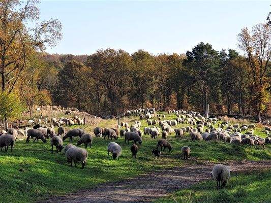 Schafherde Döberitzer Heide