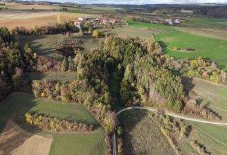 Bilder_wald_2