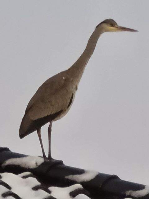 Norderney Renditeobjekte, Mehrfamilienhäuser, Geschäftshäuser, Kapitalanlage