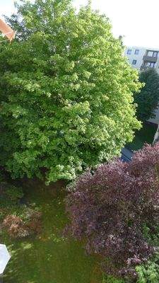 gepflegter Grünbereich